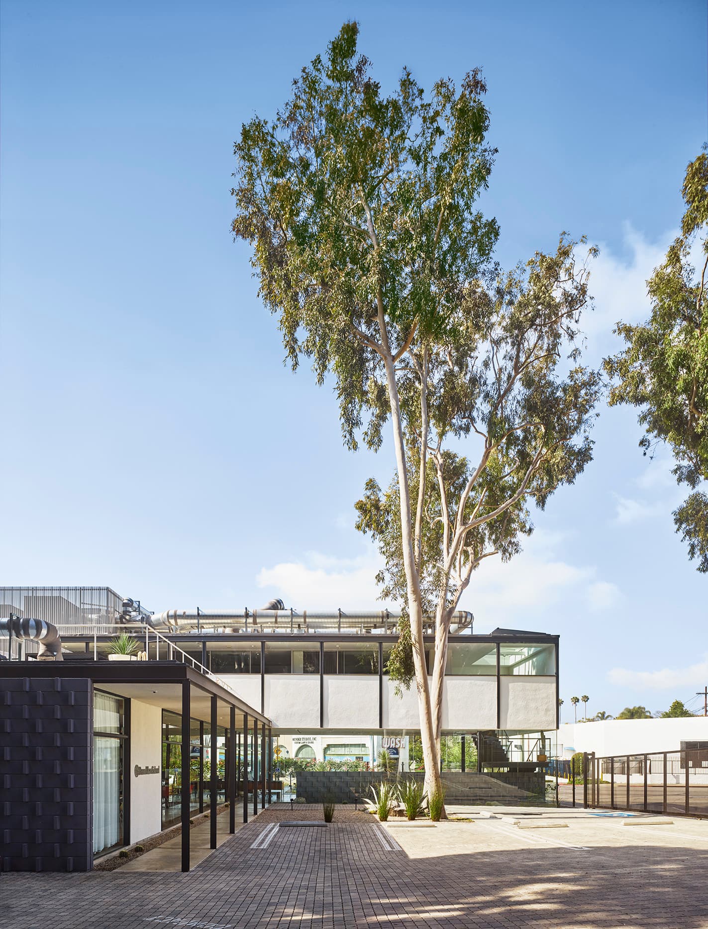 Portrait view of a eucalyptus tree in front of the midcentury style BNS LA office